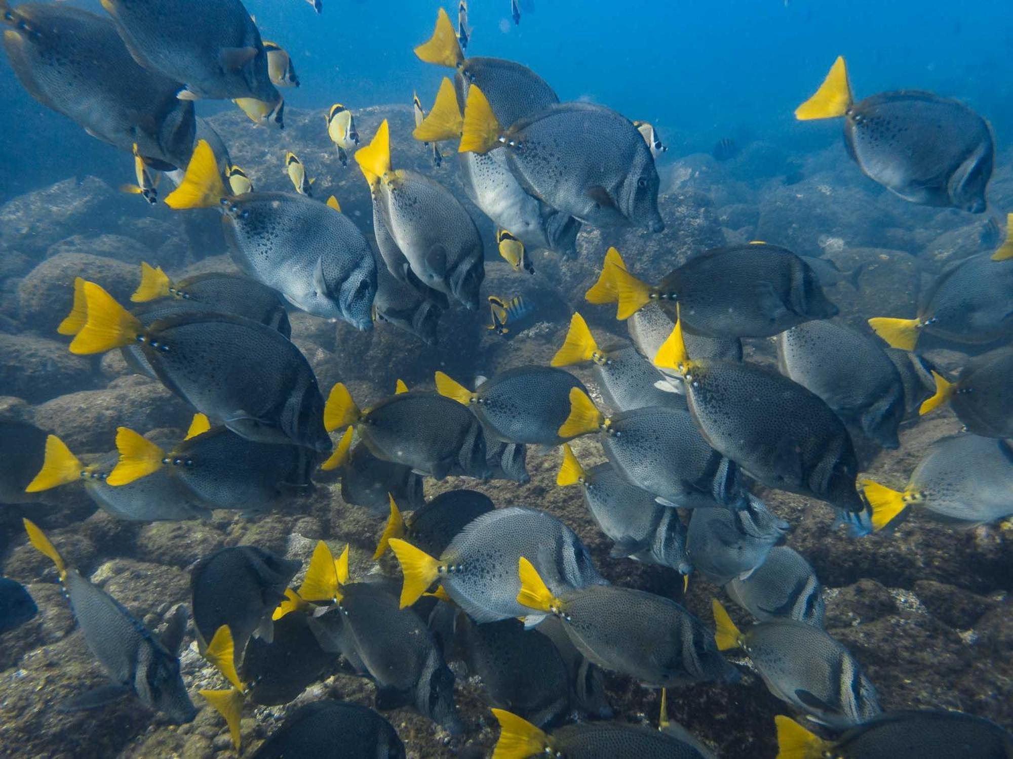 Отель Sealion Dive Center Тополобампо Экстерьер фото